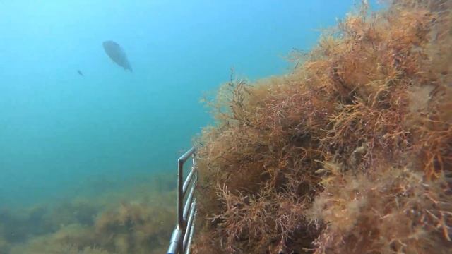 Подводная охота в Чёрном море - Охота в разных условиях (Spearfishing in the Black Sea) смотреть онлайн