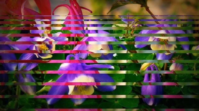 АКВИЛЕГИЯ - ТУФЕЛЬКИ ЭЛЬФА В САДУ. смотреть онлайн