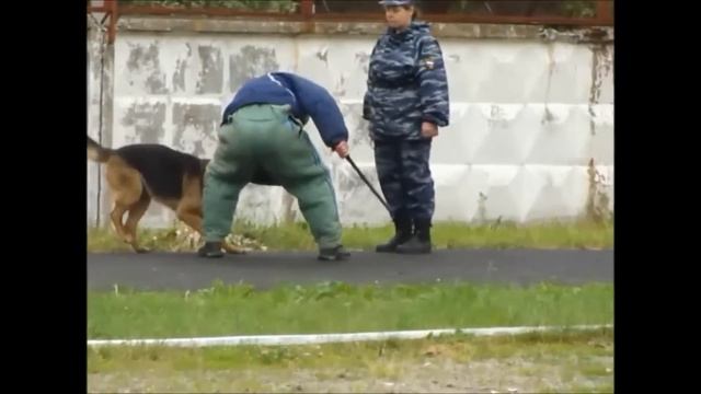 4 лапы ,влажный нос смотреть онлайн