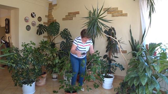 Обрезка Гибискуса комнатного. Формирую крону . смотреть онлайн