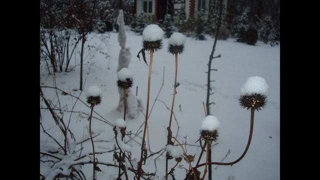 Мискантус, посконник, бузульник- звезды осеннего сада смотреть онлайн