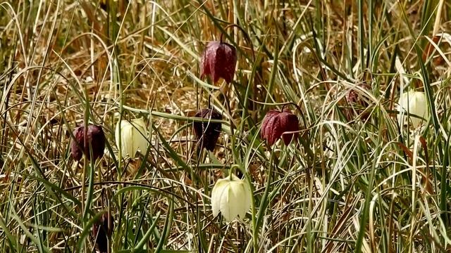 Schachblumen Fritillaria meleagris смотреть онлайн