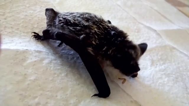 Летучая мышь кушает... смотреть онлайн