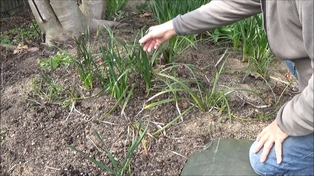 Tuto jardinage: liriope muscari: Taille et entretien: Plante vivace смотреть онлайн