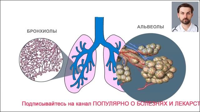 ДЫХАТЕЛЬНАЯ СИСТЕМА ЧЕЛОВЕКА. АНАТОМИЯ, ФУНКЦИОНИРОВАНИЕ ДЫХАТЕЛЬНОЙ СИСТЕМЫ. ТРАХЕЯ, БРОНХИ, ЛЕГКИ смотреть онлайн