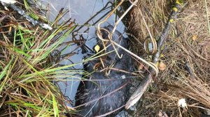 Охота на бобра капканами, первый результат, бобрик пойман!!!