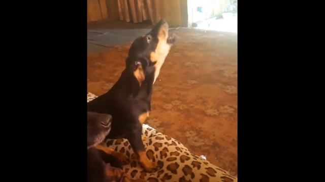 Пипетка смотреть онлайн