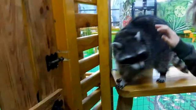 Путешествие с Антоном в контактный зоопарк Зверополис смотреть онлайн