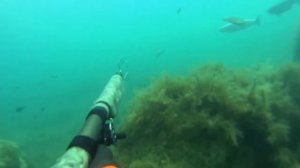 Охота на лобана 2018 июнь Часть 2