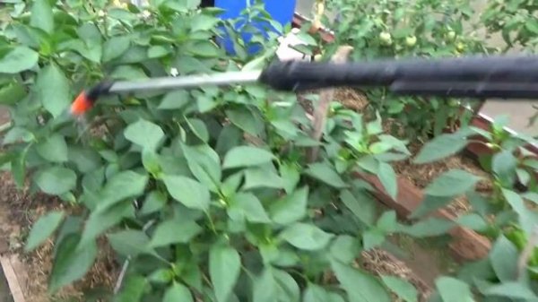 6 соток 16 июля.