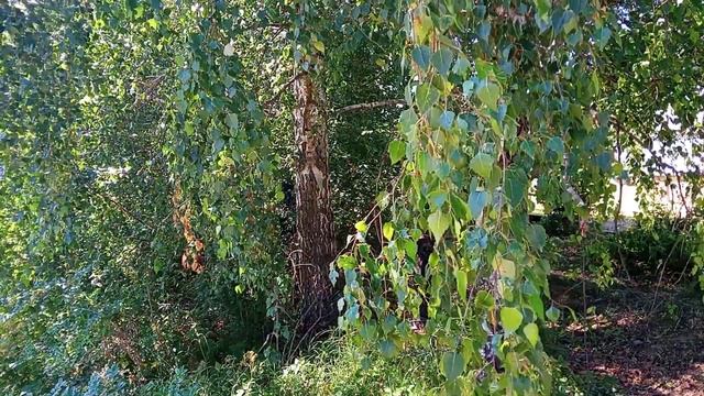 На дамбе в Бремболе Природа Переславля смотреть онлайн