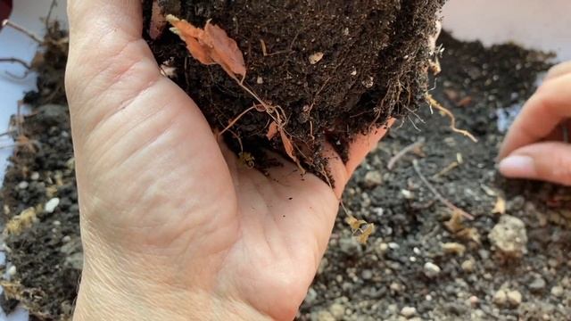 Уборка ризом ахименесов. РАЗМЕР не ИМЕЕТ ЗНАЧЕНИЯ. смотреть онлайн