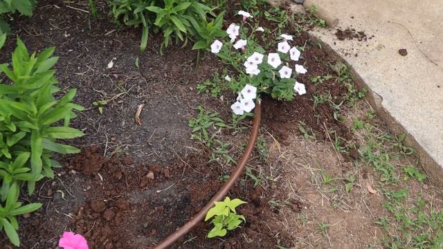 Planting Supertunia Vista Bubblegum/Silverberry смотреть онлайн