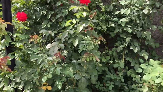 729. Живой забор из Карагача Вторая стрижка за лето. И обзор других растений. смотреть онлайн