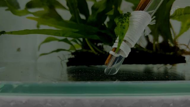 # 2 How to do Water Change on my SHRIMP TANK смотреть онлайн