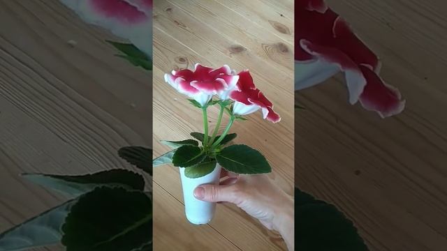 как цветёт моя глоксиния смотреть онлайн