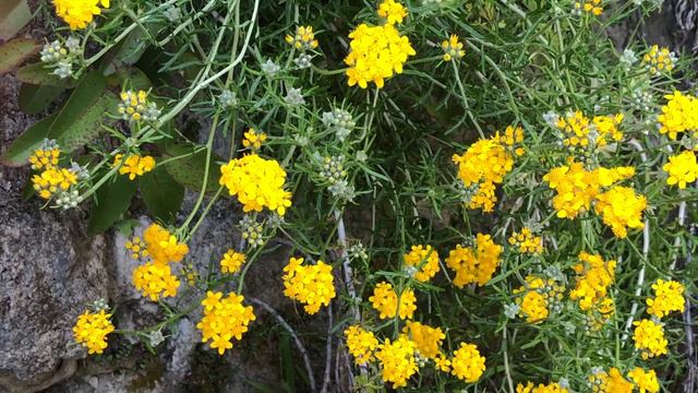 Chaparral Adaptations: Golden Yarrow