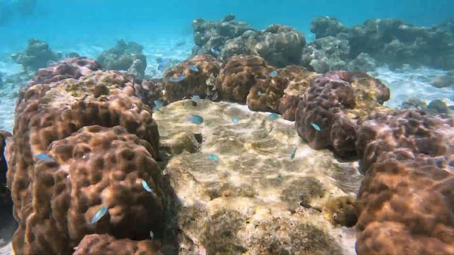 MALDIVES - Royal Island : Baa atoll (PART 2) смотреть онлайн