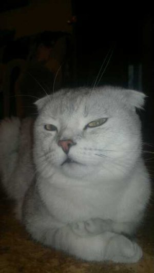 Знакомьтесь - это котик Нэльс 😍😍😍 Scottish Fold (Шотландская вислоухая порода)