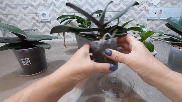 Как помочь орхидее зацвести. смотреть онлайн