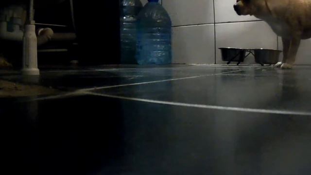 ЧИХУАХУА ГАВКАЛКА смотреть онлайн