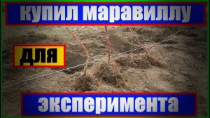 МАЛИНА МАРАВИЛЛА || Малина Маравилла || малина сорт || сорт маравилла #МАРАВИЛЛА