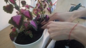 Колеус - посадка в горшок!
