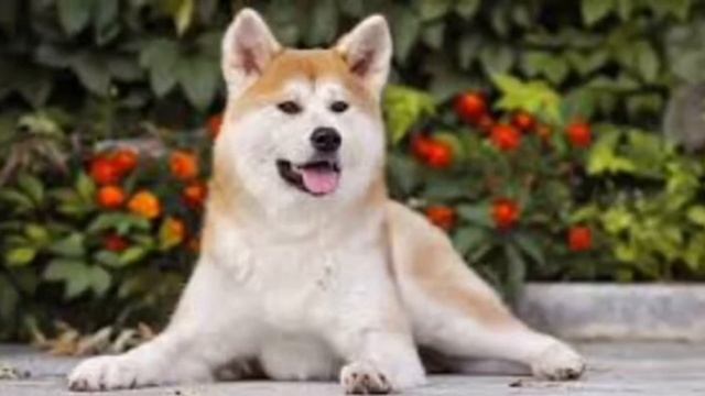 К ЧЕМУ СНИТСЯ СОБАКА?? смотреть онлайн