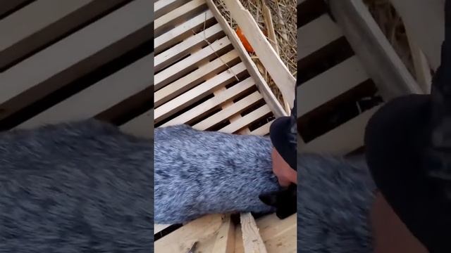 Полтавское серебро очень любопытные и умные кролики смотреть онлайн