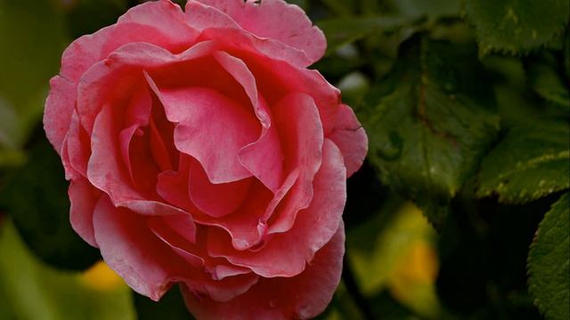 Nikon D3100 images смотреть онлайн