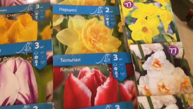 Луковицы тюльпанов и нарциссов для осенней посадки. Луковицы из Пятёрочки и ФиксПрайса. смотреть онлайн