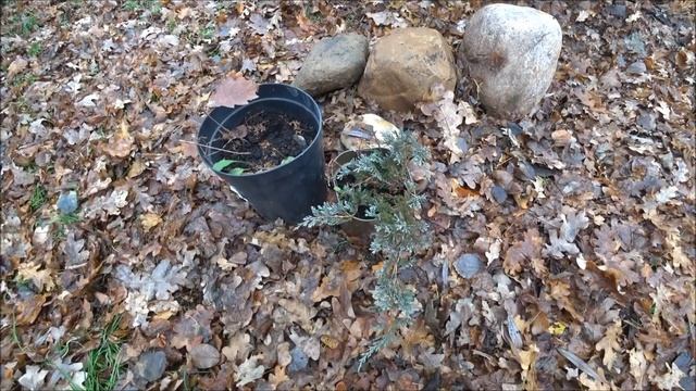 Сажаем можжевельники, отведенные летом и красный дуб. смотреть онлайн
