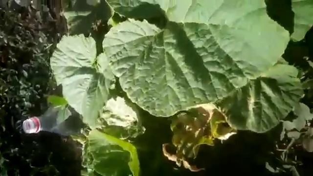 асқабақ өсіру смотреть онлайн