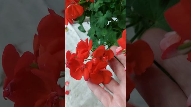 Прошу о помощи.Подскажите,что это за сорт. смотреть онлайн