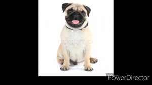 Мопсы видео про мопсов