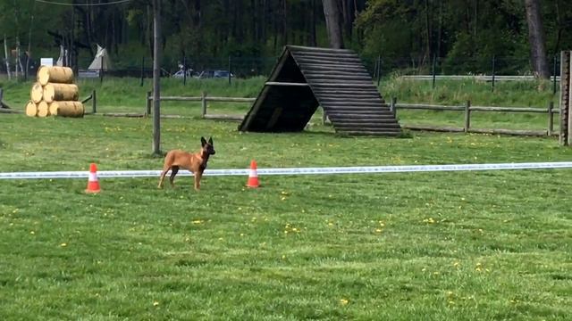 Malinois NIKITA Marshall Dogs 4 months смотреть онлайн