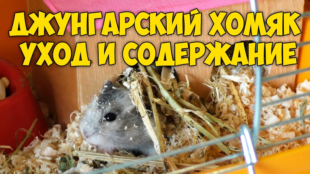 ? Джунгарские хомяки - уход и содержание.❗ Как ухаживать за хомяком.? смотреть онлайн