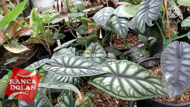 Alocasia Dragon Scale | Indoor Plants смотреть онлайн