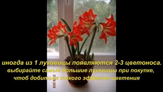 Хобби. Жизненный цикл гиппеаструма смотреть онлайн