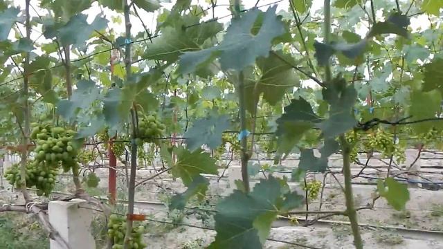 Виноградник 24 .07 .21. Подкормка. Болезни .Удаления листа. 23 минуты. смотреть онлайн
