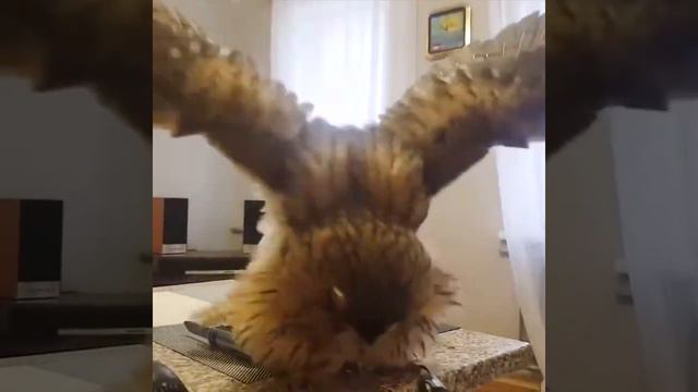Купание домашней совы смотреть онлайн