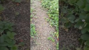 Ремонтантная клубника Мурано  в Августе