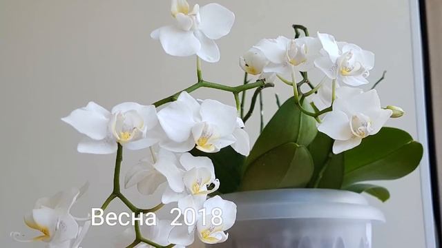 Орхидеи в кедровой скорлупе: предыстория и шикарный результат смотреть онлайн