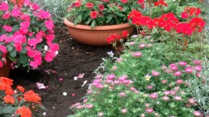 Астры Хризантелла, Трубадур и Бамбина