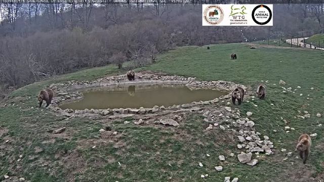 Три друга мишки спасовали перед мишкой #Медведи#Поляна#Румыния смотреть онлайн