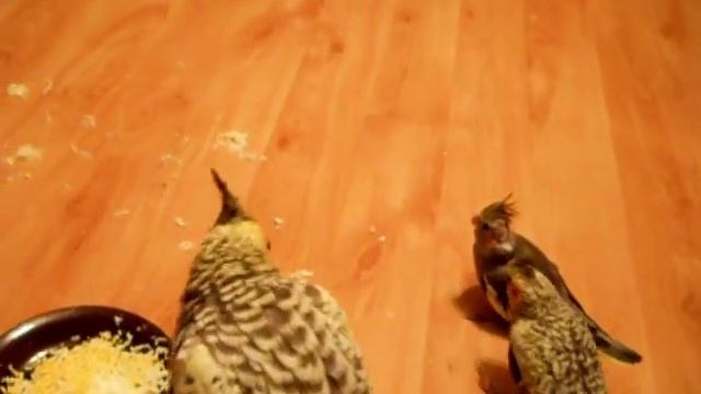 Попугаи нимфы - кореллы Кузя и Фиби (разведение) 18 Птенецы корелл. Breeding Corell. смотреть онлайн