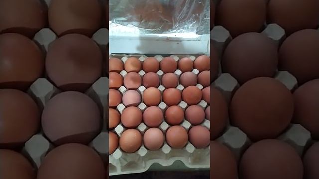 Когда лучше всего закладывать яйца в инкубатор, в какой месяц и сколько времени собирать яйца. смотреть онлайн