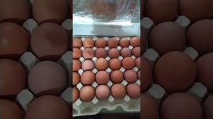 Когда лучше всего закладывать яйца в инкубатор, в какой месяц и сколько времени собирать яйца.