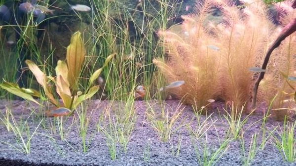 микро разбора Галактика (Danio margaritatus)