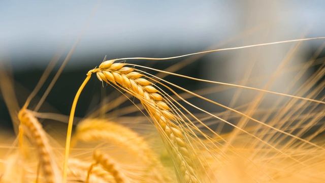 Что делают из пшеницы какие крупы, кускус, халва, киноа, пастила смотреть онлайн